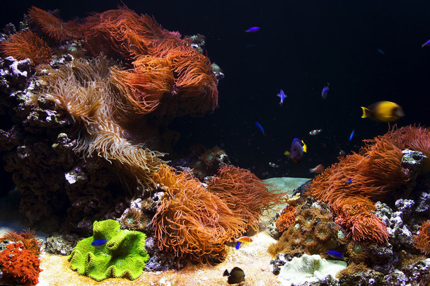 Aquarium background image - Photo, Image