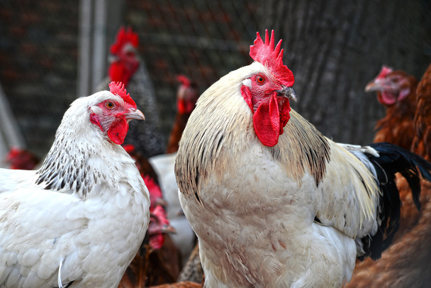 Polli in allevamento di pollame tradizionale allevato all'aperto - Foto, immagini