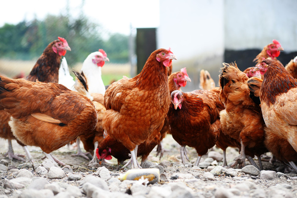 Csirkék a hagyományos szabadtartású baromfitartó gazdaságban - Fotó, kép