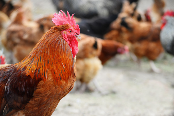 Poulets dans une ferme avicole traditionnelle en plein air - Photo, image