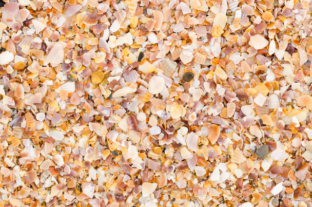 shell background on a sand beach - Photo, Image