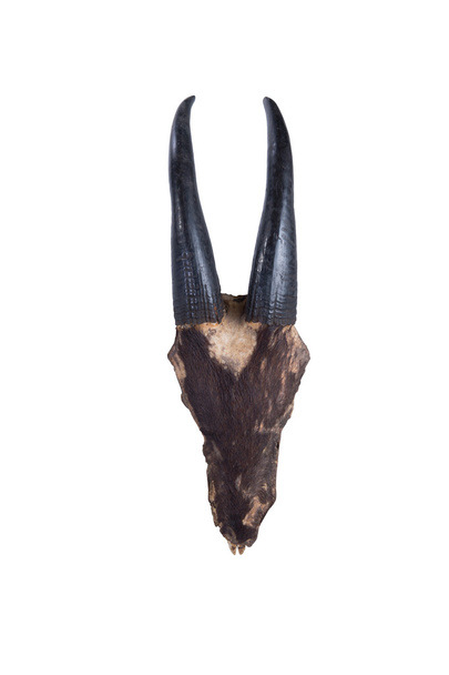 cranio della testa cranio del siero di Sumatra (Capricornis sumatraen
 - Foto, immagini