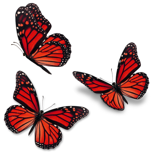 piros uralkodó pillangó - Fotó, kép