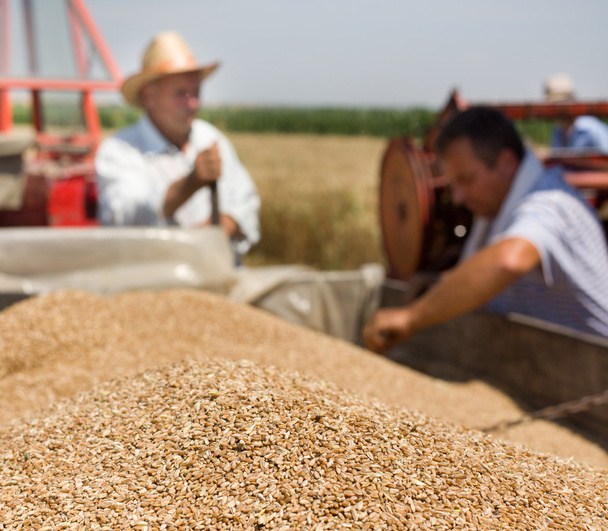 Пшеничное зерно в тракторе
 - Фото, изображение