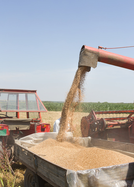 sklizeň pšenice - Fotografie, Obrázek