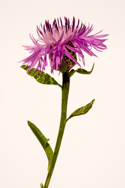 knapweed bloem op wit - Foto, afbeelding