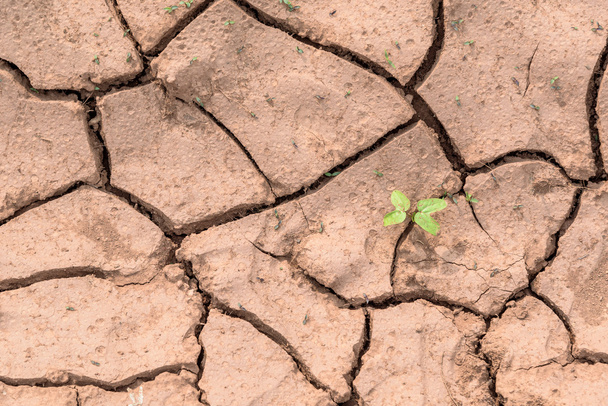 Cracked Clay Ground into the Dry Season. - Photo, Image