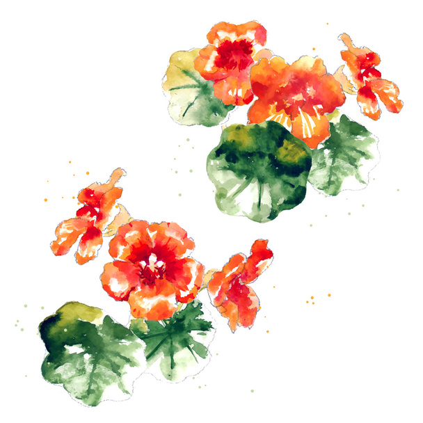Collection of watercolor nasturtium flowers - Vektör, Görsel