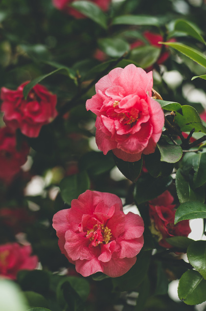 Florecimiento de rosas de color rojo brillante
 - Foto, Imagen