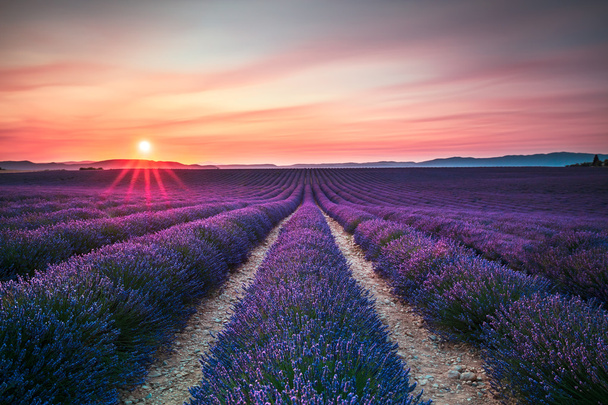 Lavender flower blooming fields endless rows on sunset. Valensol - Foto, imagen