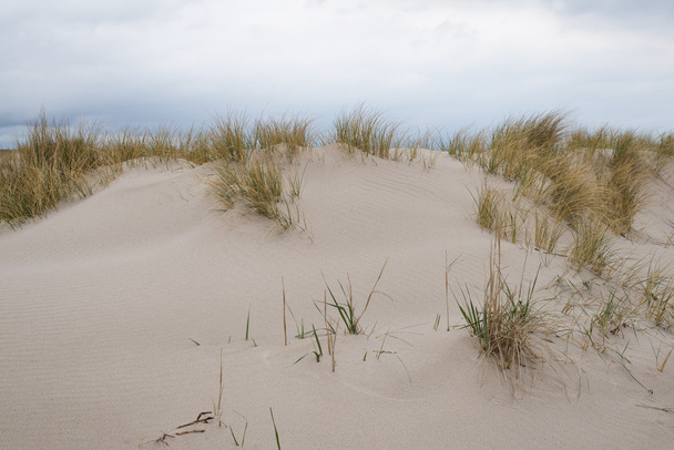 Αμμόλοφοι με beachgrass - Φωτογραφία, εικόνα