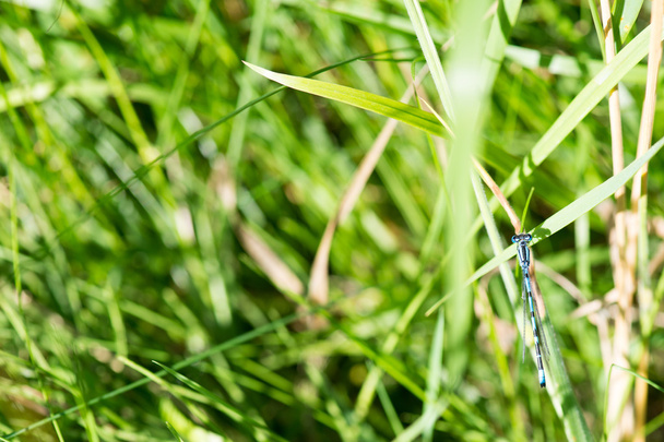 Coenagrion libellule
 - Photo, image