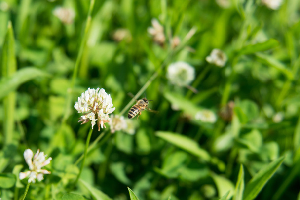 Bee flying from clover - Photo, image