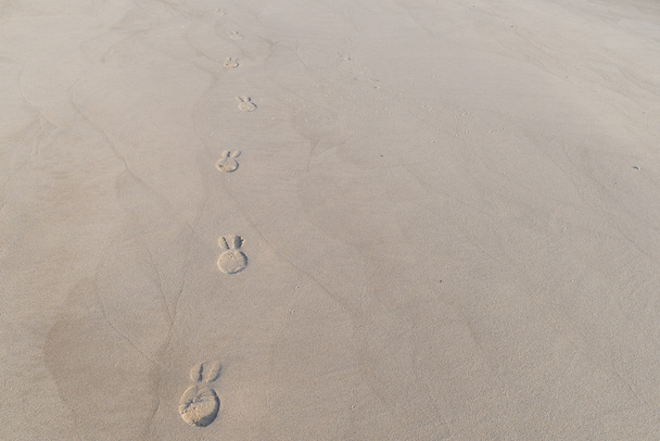 Footsteps in sand - Photo, Image