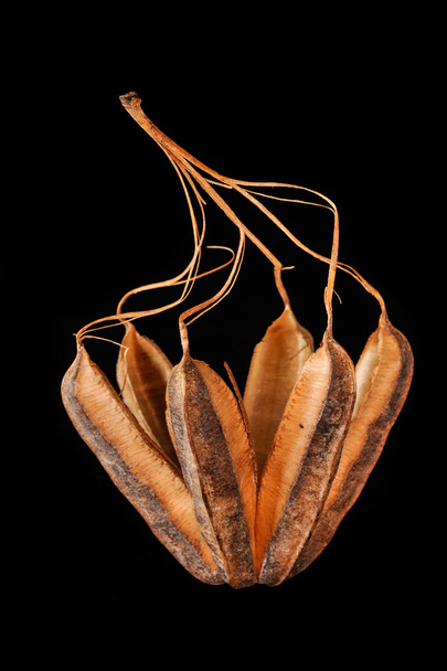 Aristolochia ringens - Foto, Bild