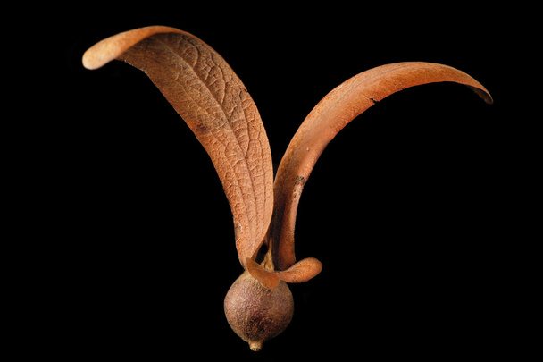 フタバガキ科の植物 - 写真・画像