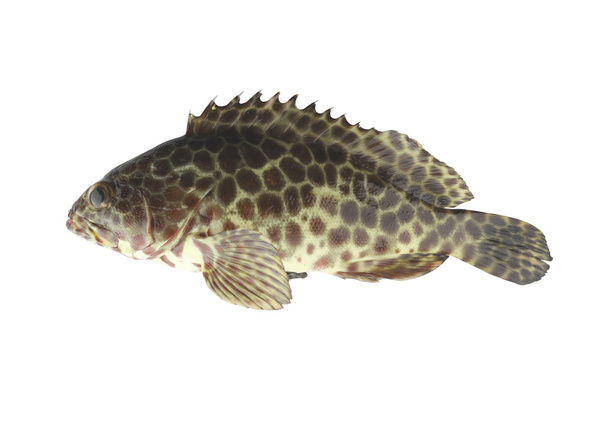 grouper fish isolated on white background. - Foto, afbeelding