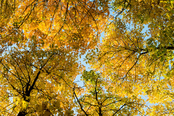 A koronát a őszi fák look-up  - Fotó, kép