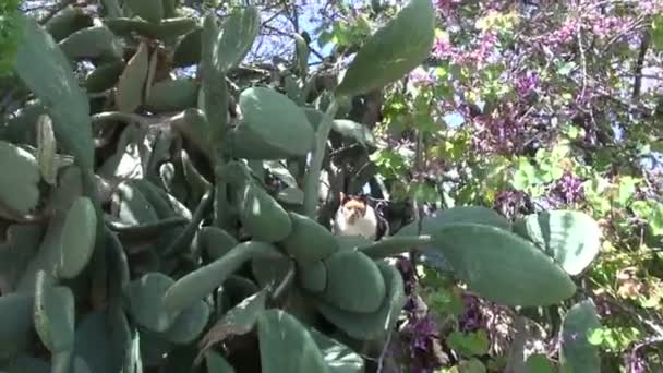 夏に遺棄されたロードス島庭で猫 - 映像、動画