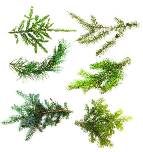 Set of branches of coniferous trees isolated on white background - Photo, Image