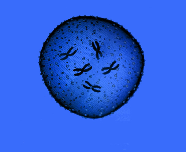 mikrob modrá - Fotografie, Obrázek