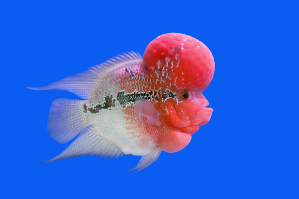 pez cíclido de cuerno de flores o pez cicllasoma
  - Foto, Imagen