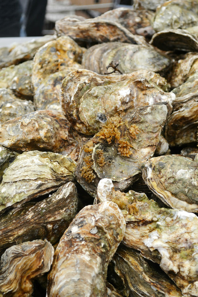 Vers en ongekookt oesters met citroen - Foto, afbeelding