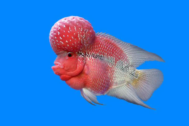 pez cíclido de cuerno de flores o pez cicllasoma
  - Foto, Imagen
