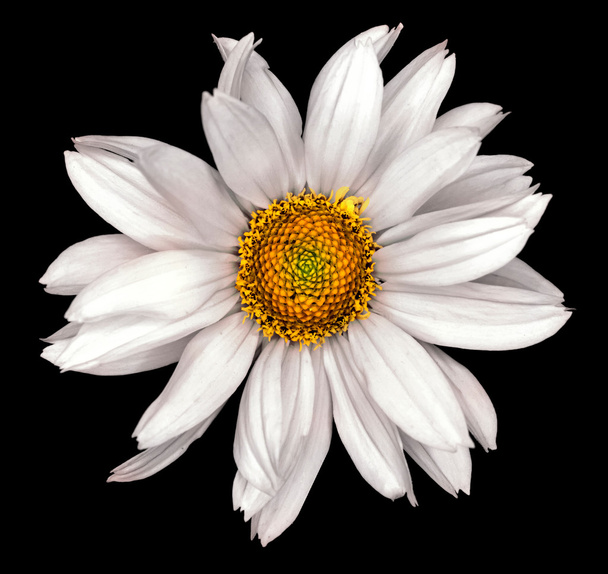 Valkoinen kukka koriste auringonkukka Helinthus eristetty musta
 - Valokuva, kuva