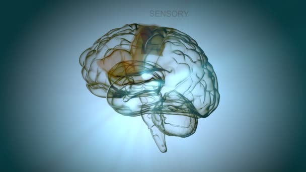 Emberi agy és az egyes részek - Felvétel, videó