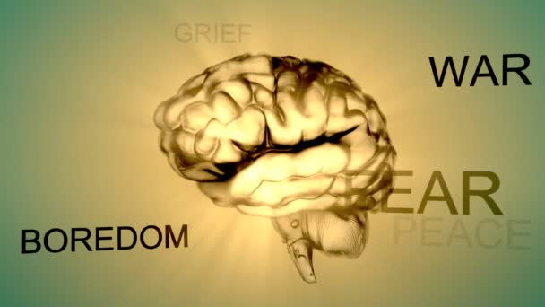 Emberi agy és az egyes részek - Felvétel, videó