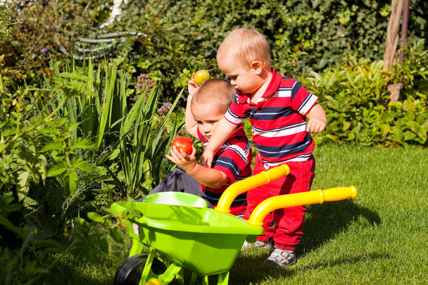 Pikkuveljet nauttivat puutarhasta
 - Valokuva, kuva