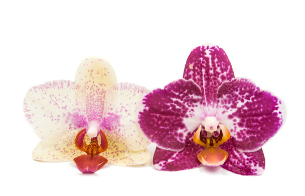 Orchideenblume  - Foto, Bild