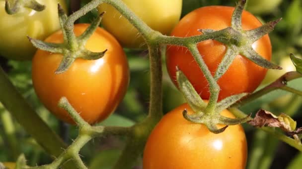Tomatoes ripen on the branch - Footage, Video