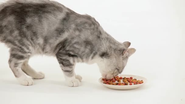 Katze fängt an zu fressen - Filmmaterial, Video