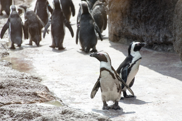 Pingwiny zwierzęta w zoo - Zdjęcie, obraz