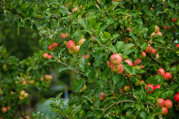 Pommes roses vertes en été sur un fond d'arbre
 - Photo, image