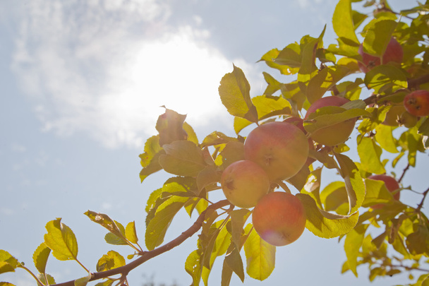 Růžová zelená jablka v západu slunce na stromě - Fotografie, Obrázek