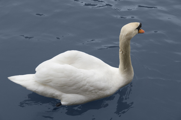 Nadando cisne blanco
 - Foto, Imagen