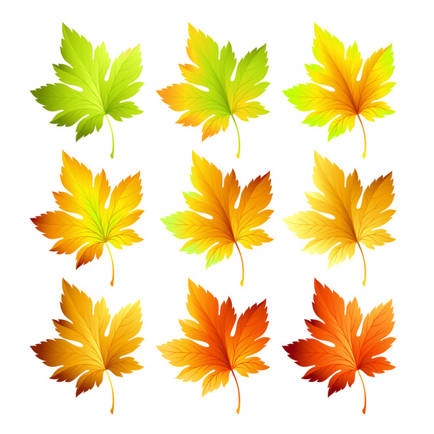 Набор цветных осенних листьев. Векторная иллюстрация. - Вектор,изображение