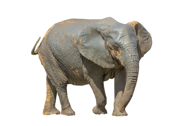 Слон
 - Фото, зображення