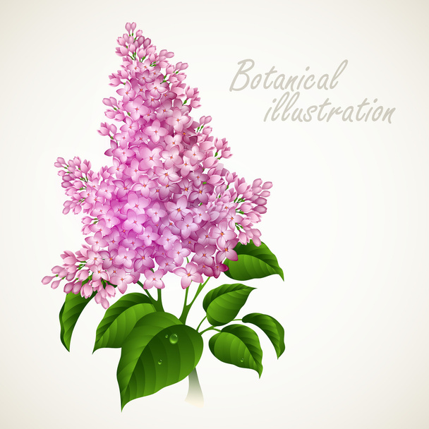 Illustration vectorielle botanique. Carte florale vintage
 - Vecteur, image