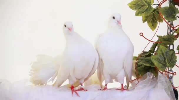 Dos palomas blancas
 - Metraje, vídeo