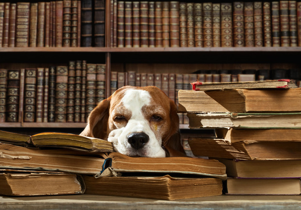 Hund in Bibliothek - Foto, Bild