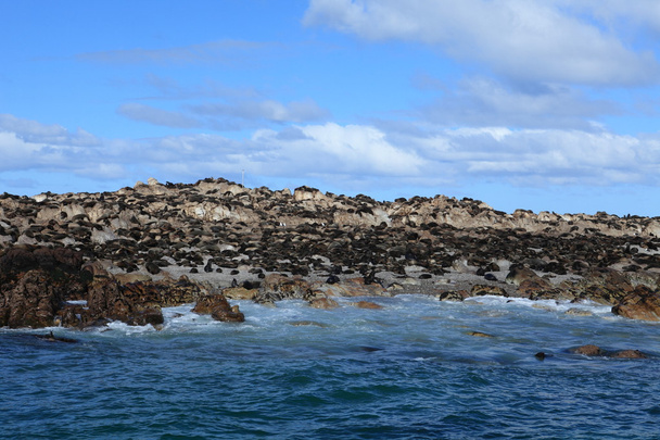 Colonia de lobos marinos en Ciudad del Cabo, Sudáfrica
 - Foto, imagen