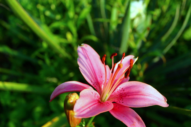 Квітка лілії в літньому саду
. - Фото, зображення