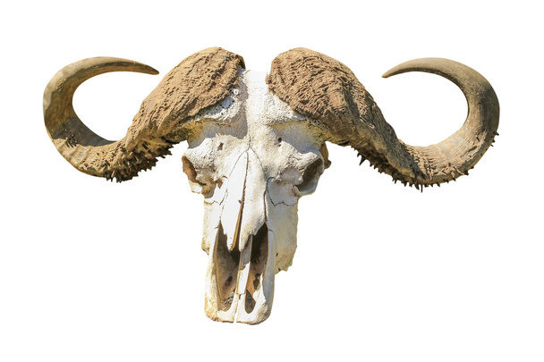 Buffalo Skull - Photo, Image