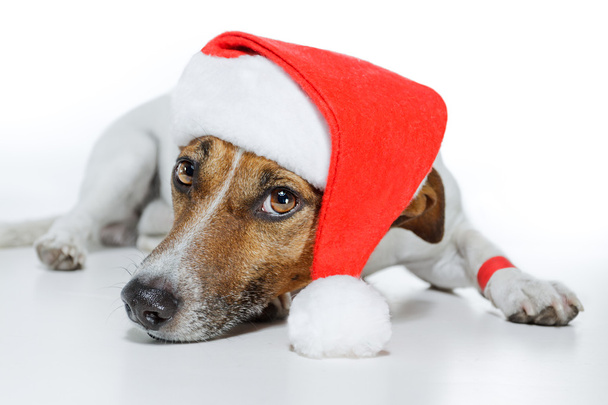 Dog dressed up as santa - Photo, Image