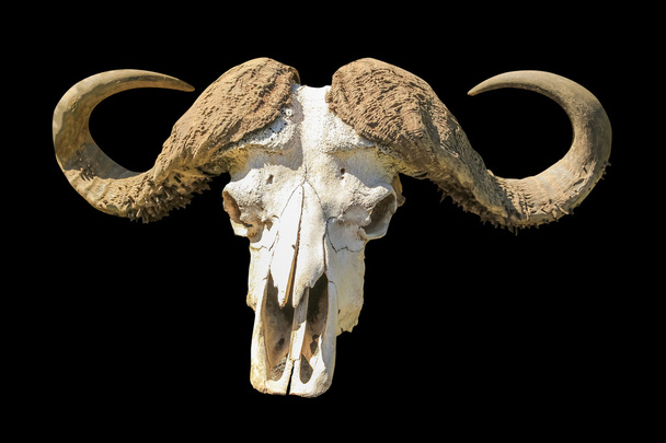 Bufalo kafatası - Fotoğraf, Görsel