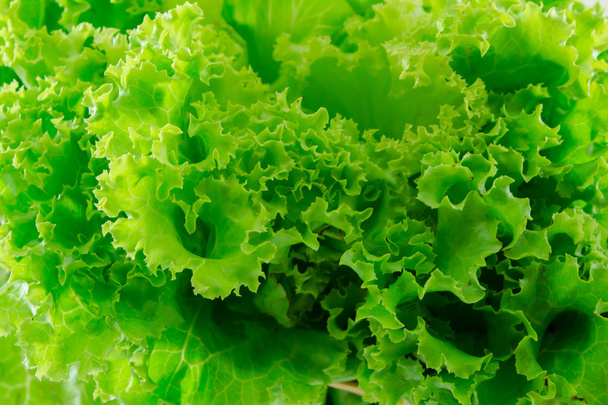  lettuce - Φωτογραφία, εικόνα